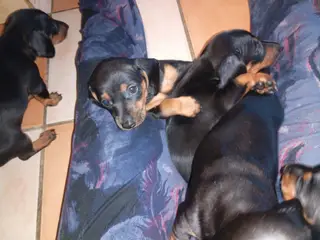 Standard korthåret gravhunde - 5