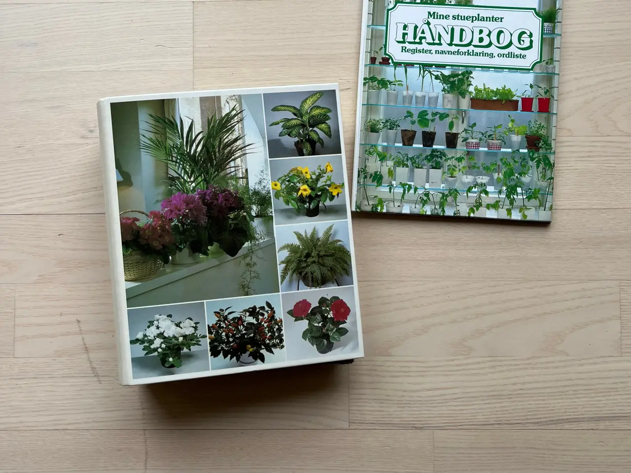 Billede 2 - Mine stueplanter