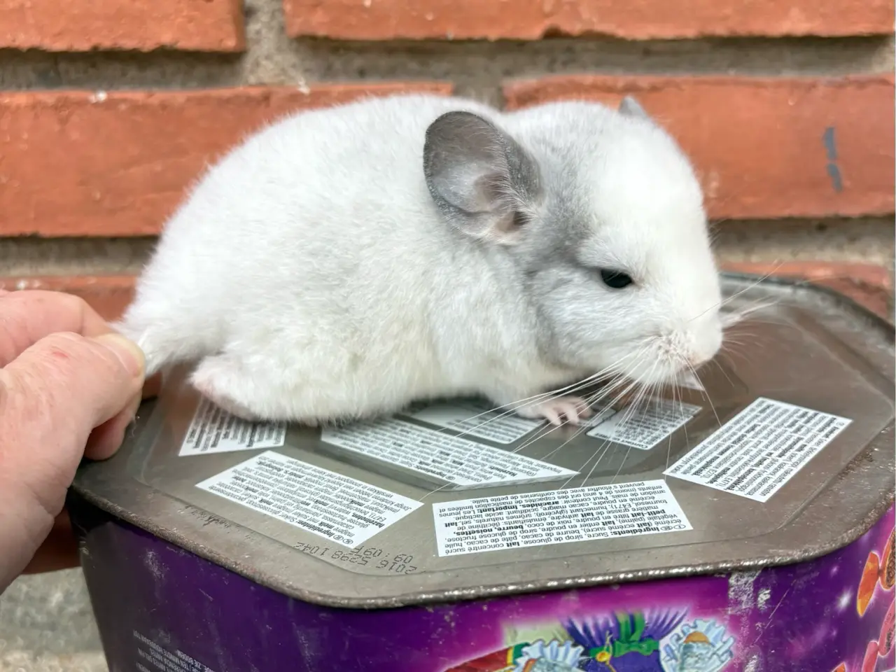 Billede 2 - HAN chinchilla