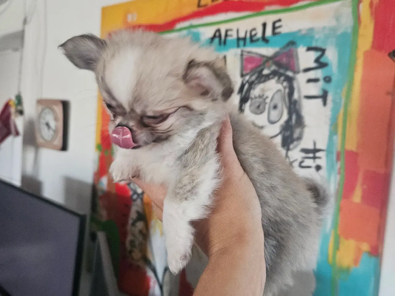 Billede 13 - Lille chihuahua drenge
