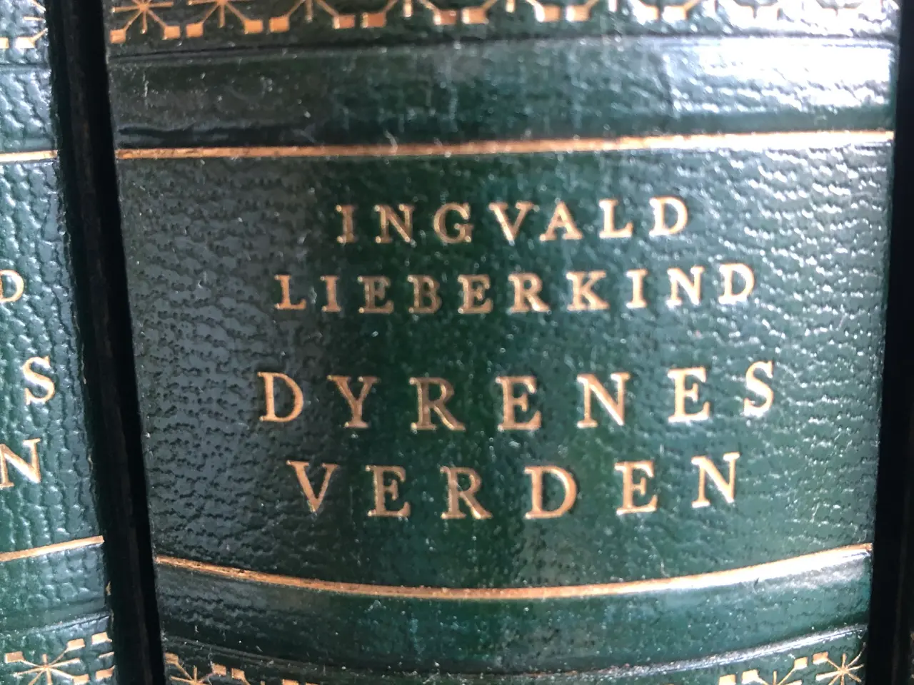 Billede 1 - Ingvard Liberkind
