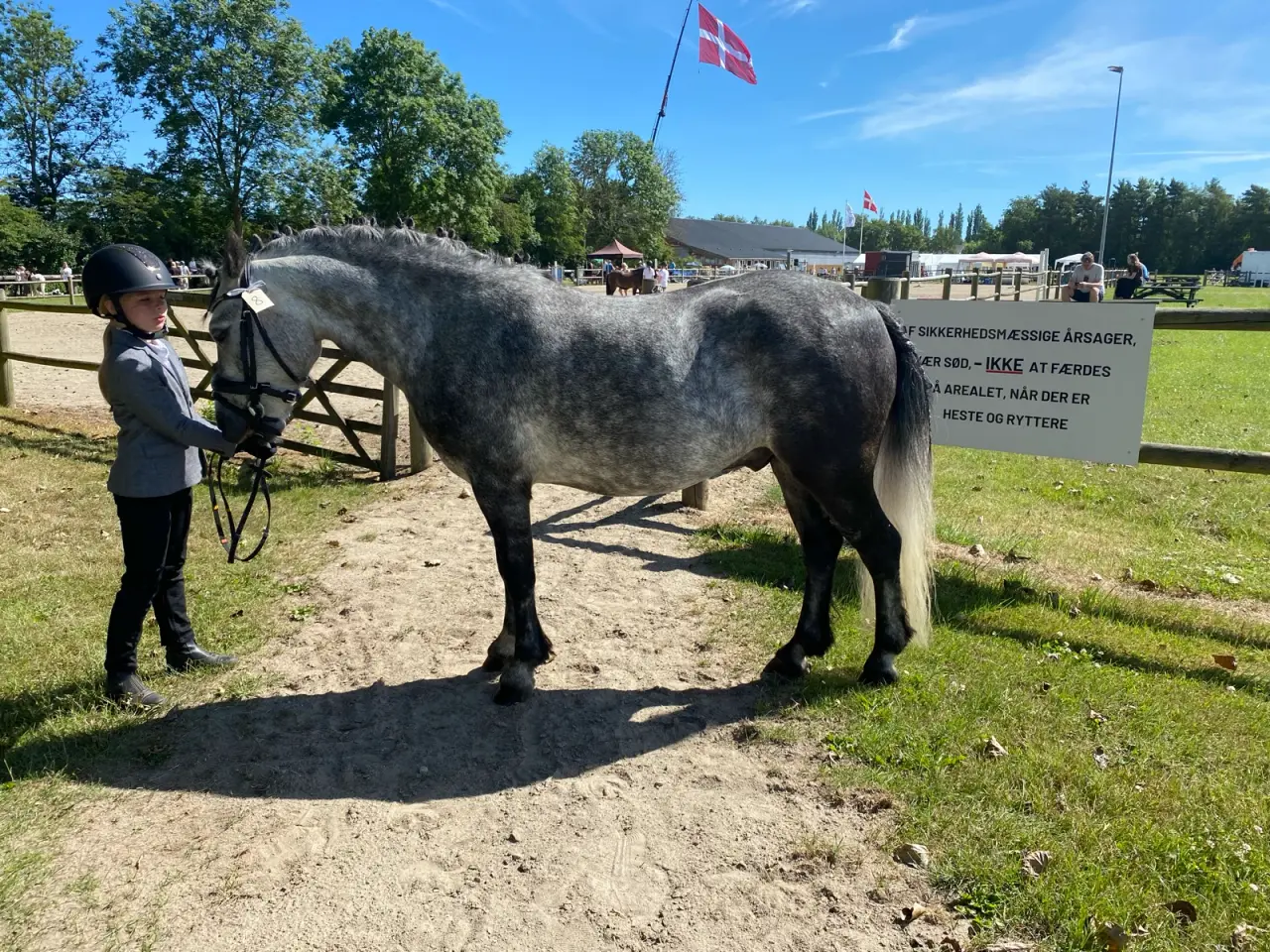 Billede 2 - Jake LF – 6 års Dartmoor vallak