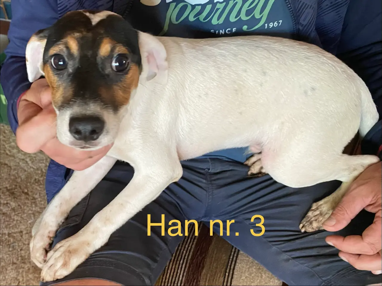 Billede 2 - Ny pris! hvalpe dansksvensk gårdhund/skotskterrier