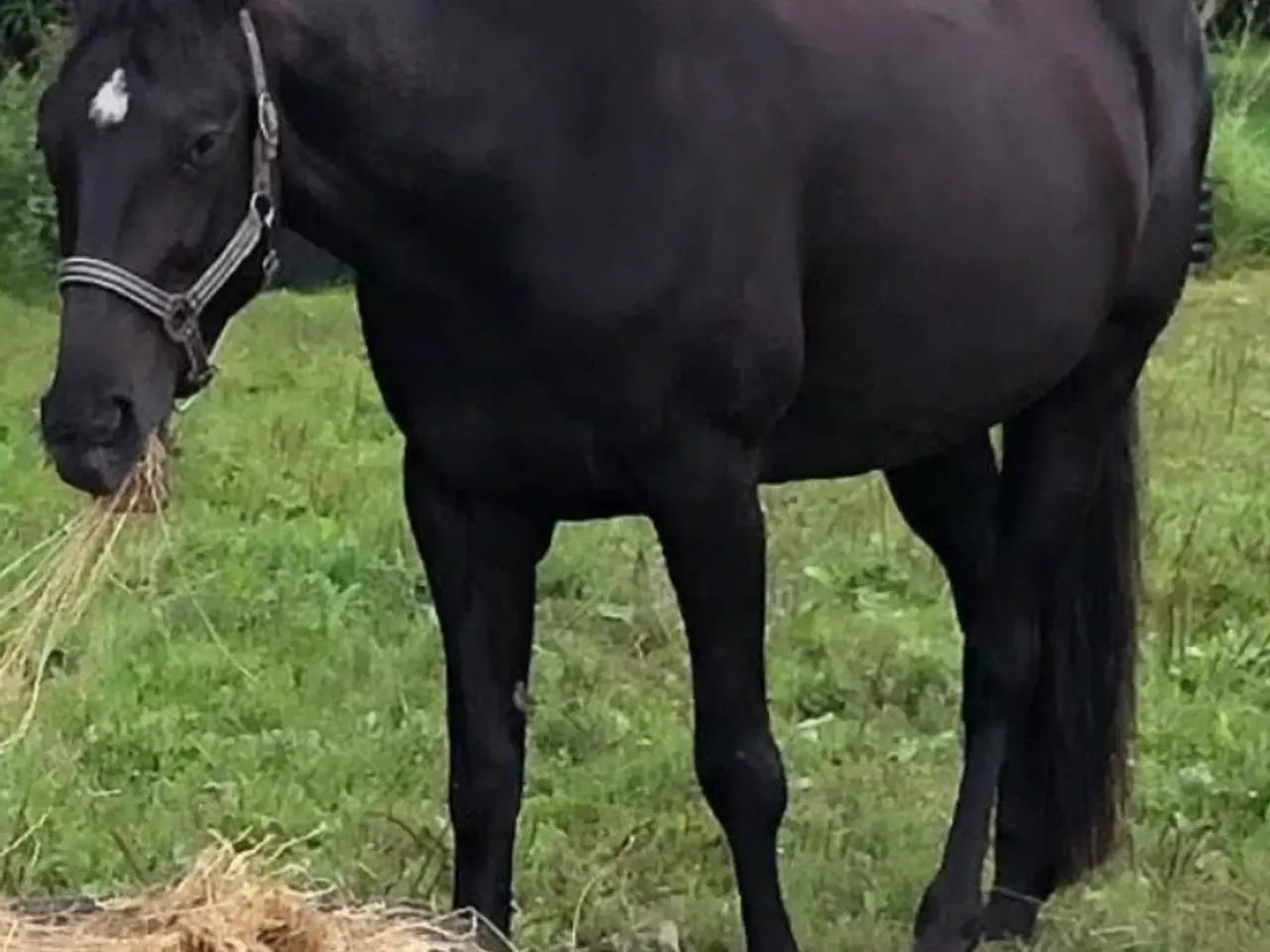 Billede 1 - Lækker varmblods traver med personlighed
