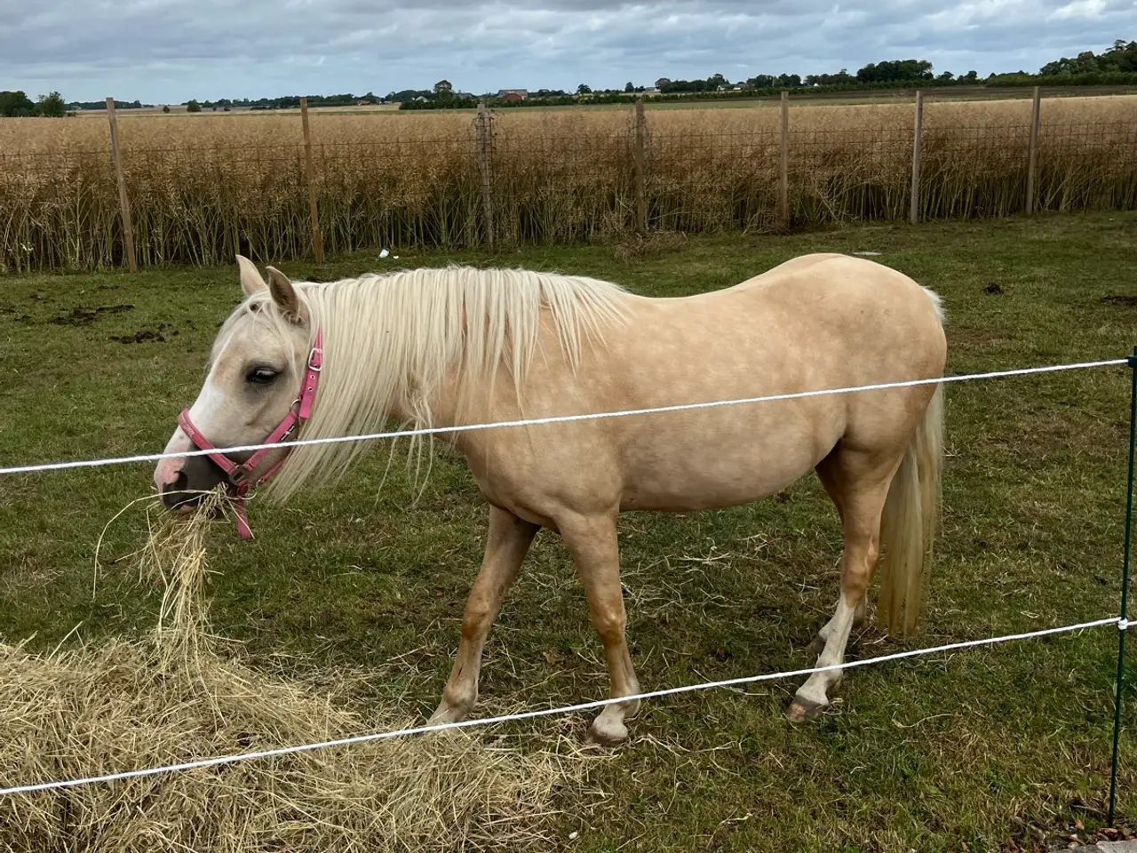 Billede 1 - Skøn pony hoppe med god spring mulighed  