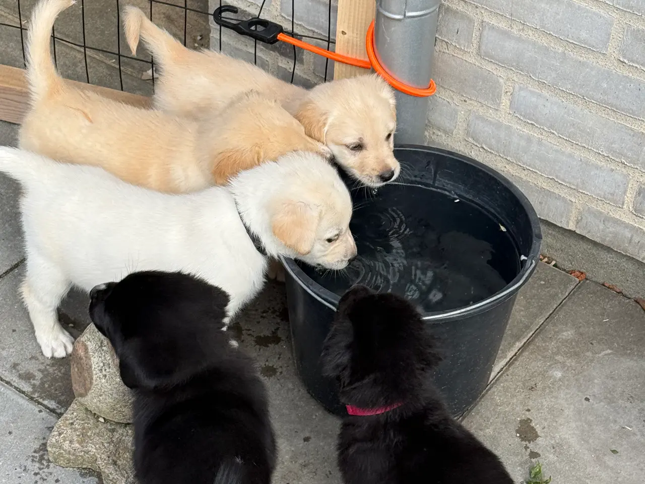 Billede 5 - De sødeste Hundehvalpe sælges