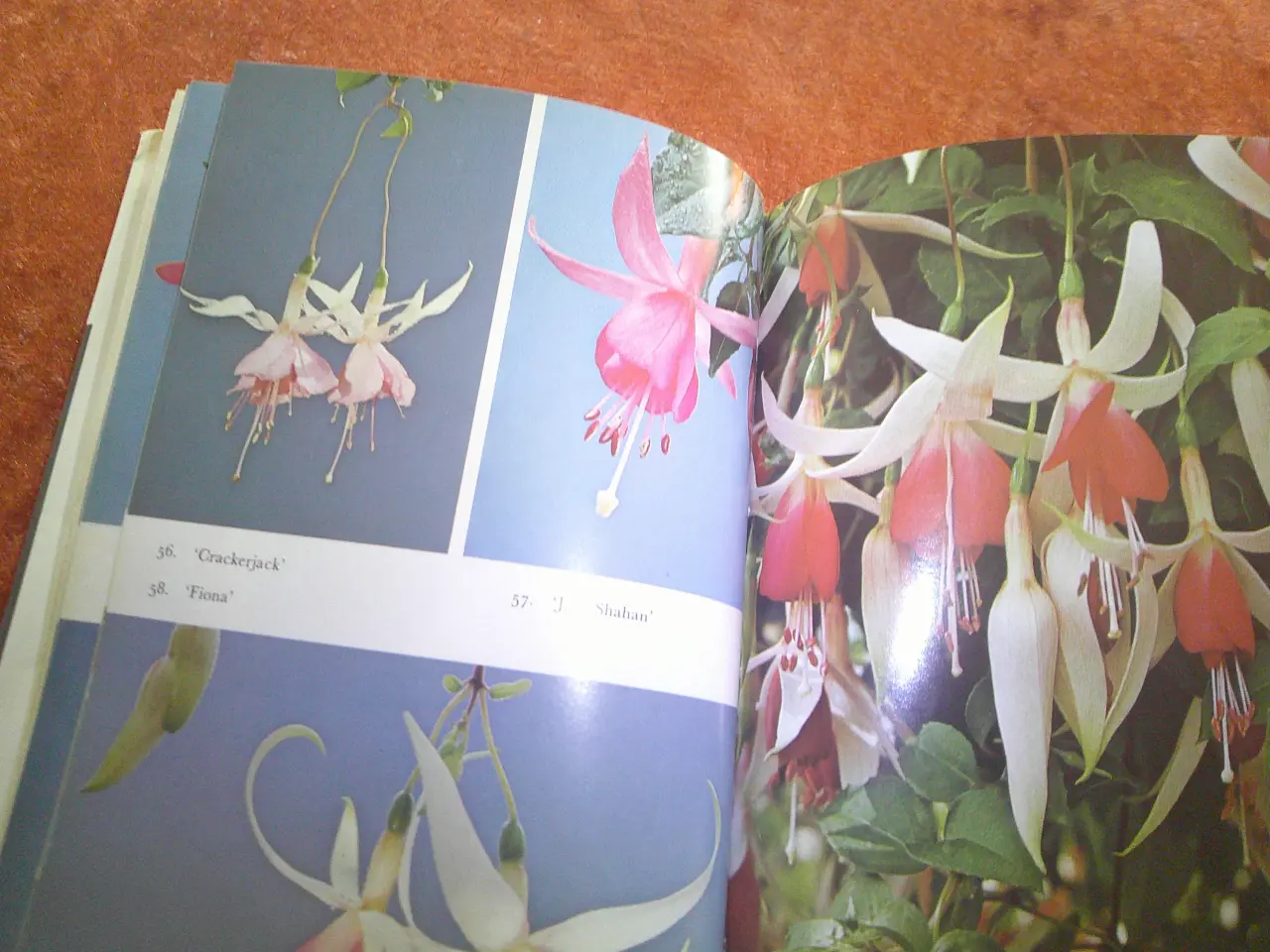 Billede 3 - Fuchsias in Color, Brian Proudley, 
