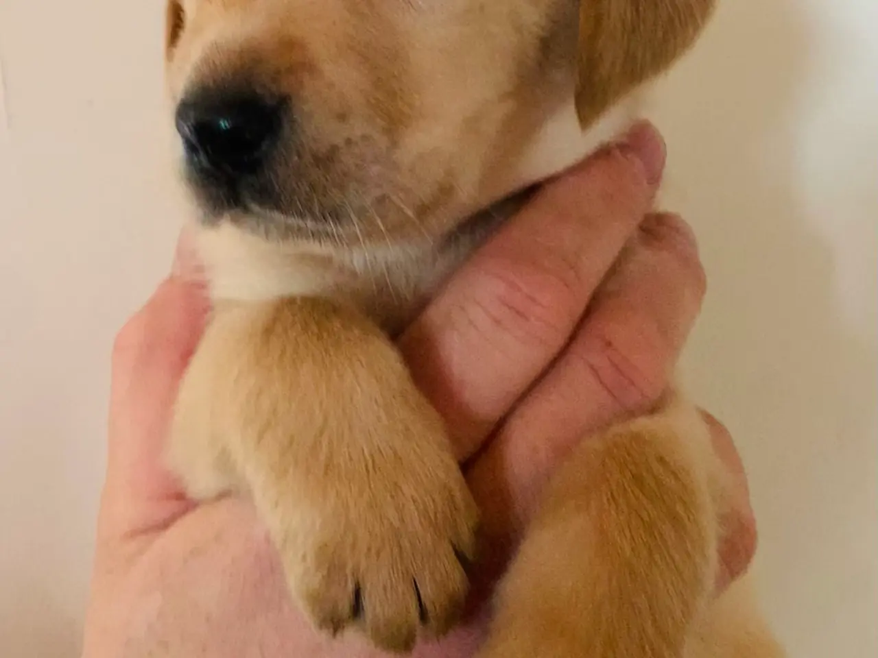Billede 16 - Labrador hvalpe gul / fox red 