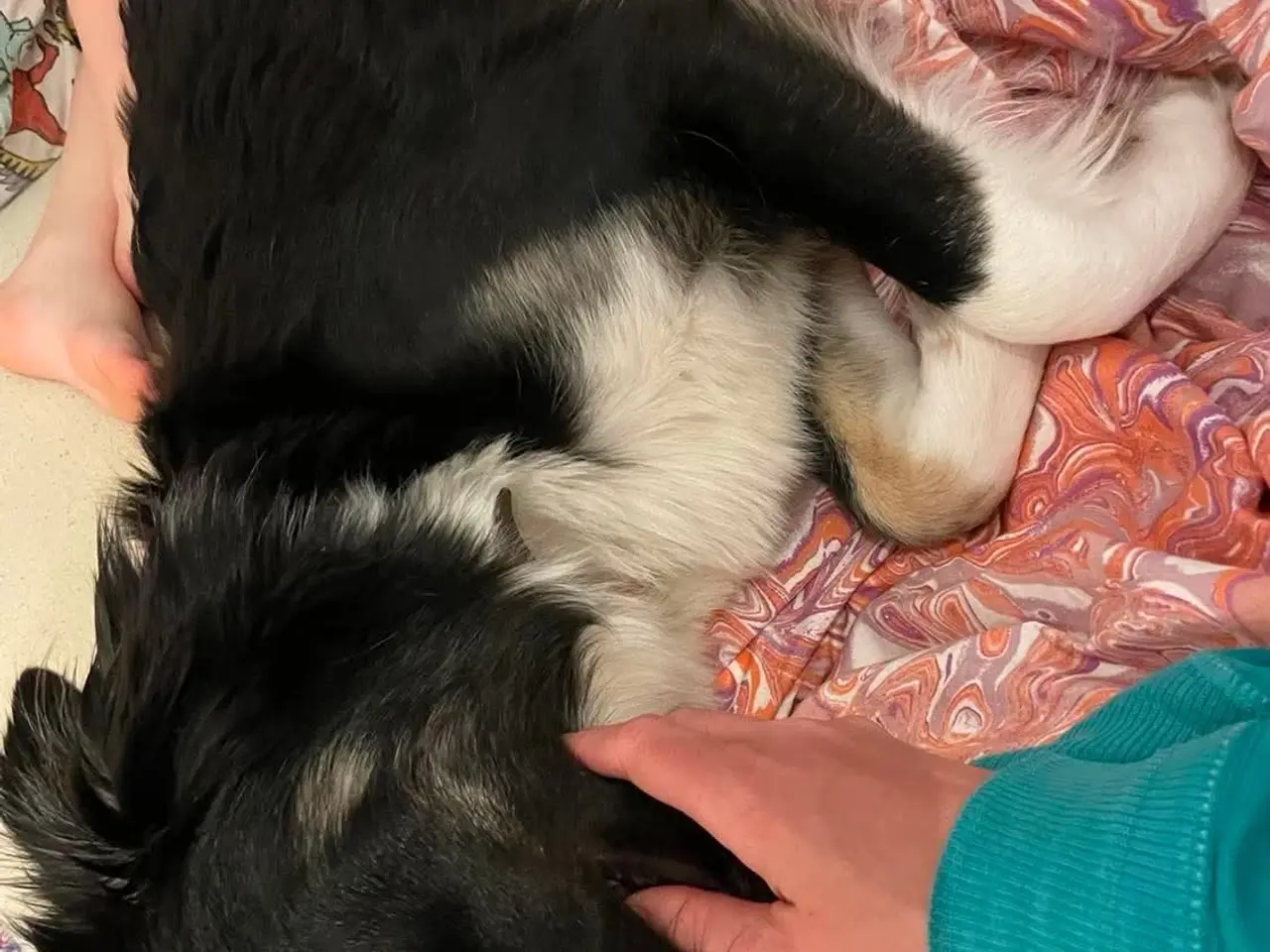 Billede 17 - Skønne Kamille søger nyt hjem 🐶