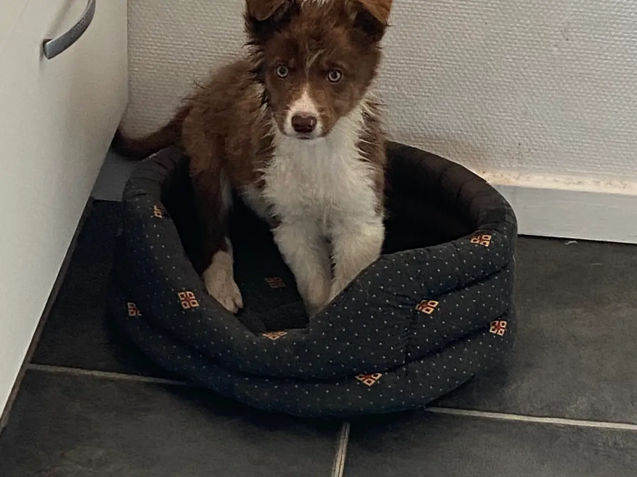 Billede 14 - Border Collie Så er vi Klar