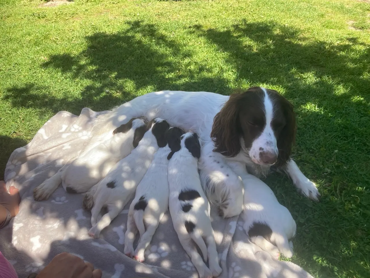 Billede 2 - Springer spaniel hvalpe søger nye hjem fra 5 juli.