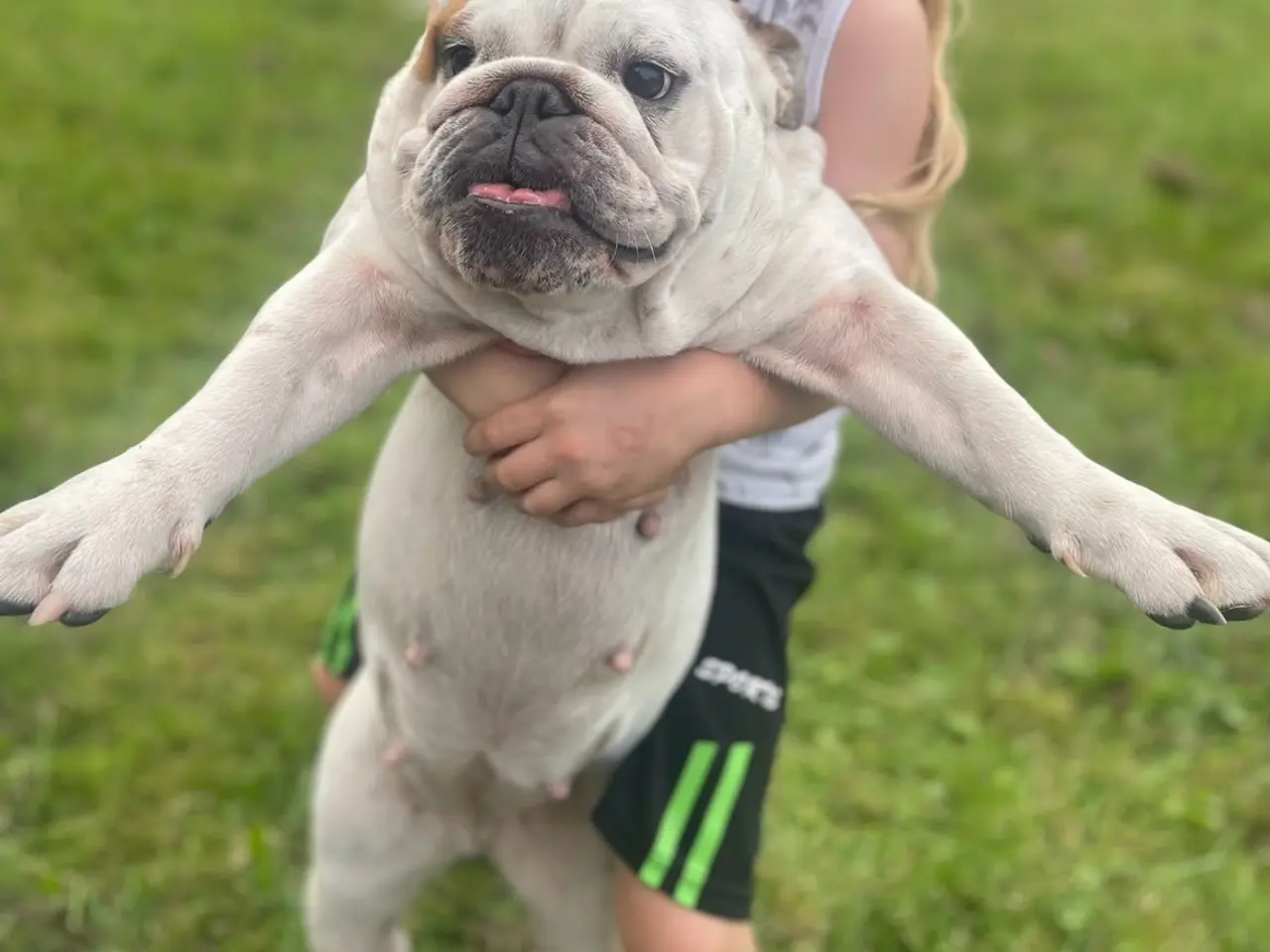 Billede 4 - Smukke Engelsk Bulldog 