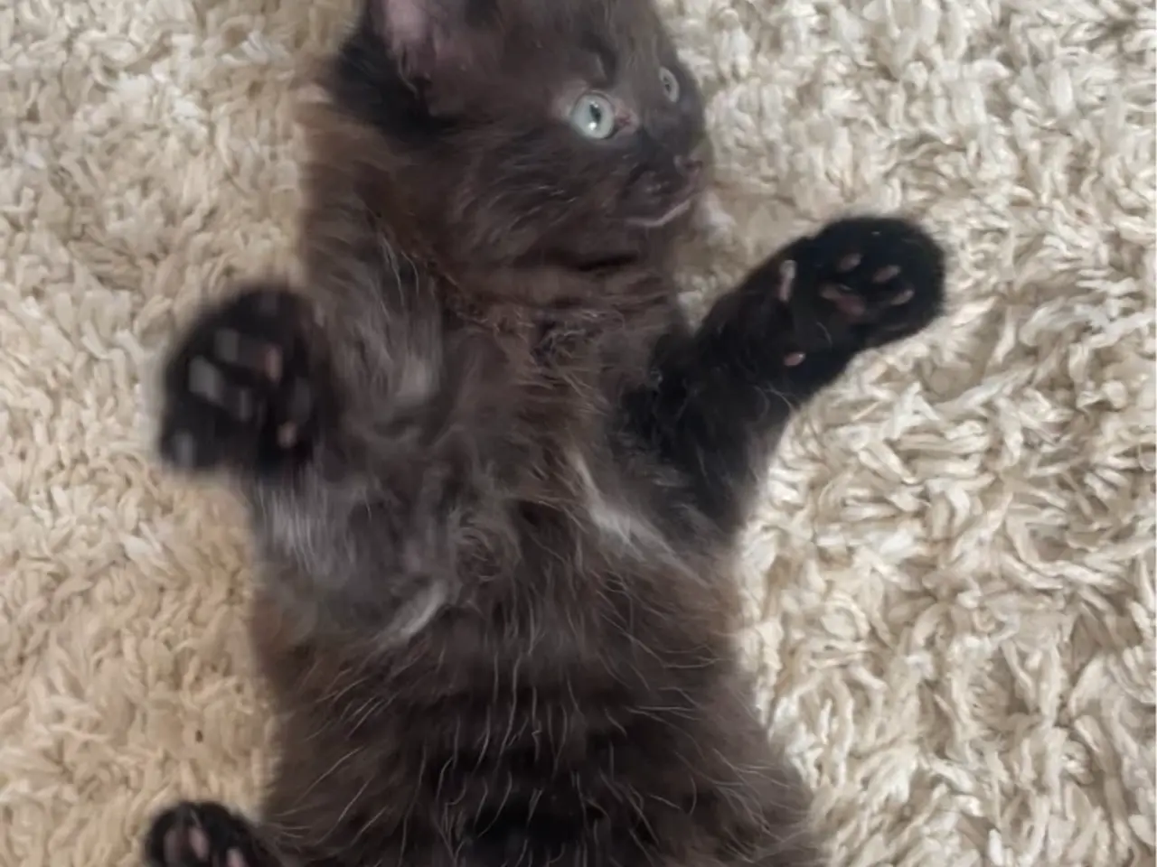Billede 2 - 💕Kenya søger sit forevige hjem💕