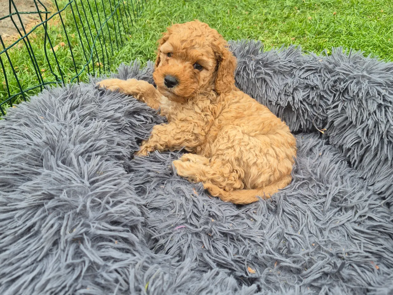 Billede 1 - Cockapoo hanhvalp