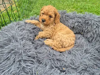 Cockapoo hanhvalp