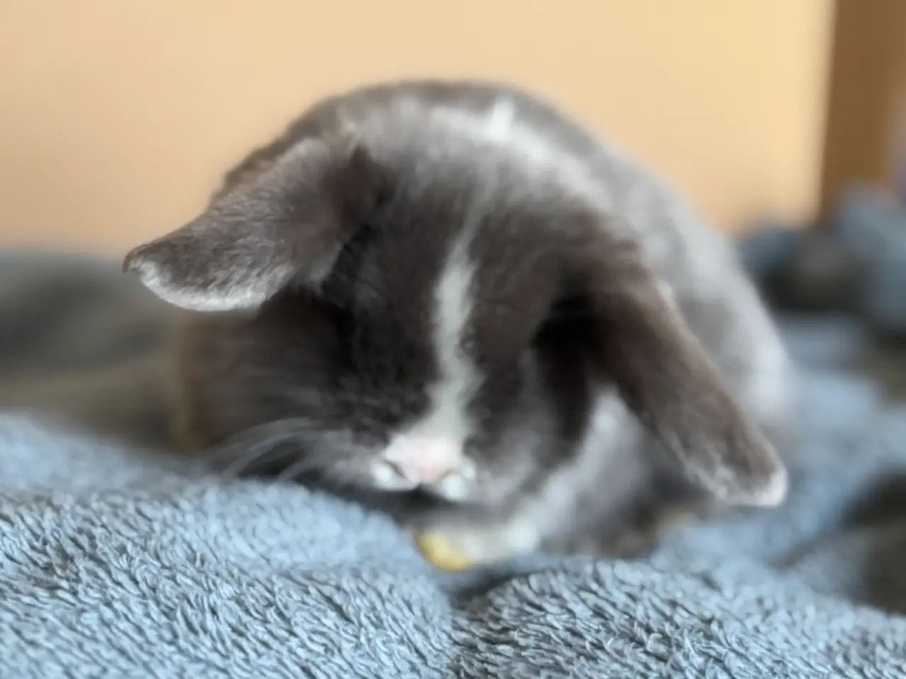 Billede 4 - Ægte Minilop unger søger nye hjem 🐰💛