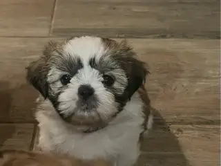Shih Tzu hvalpe