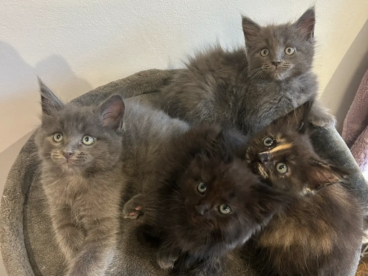 Billede 3 - Ragdoll/Maine Coon killing