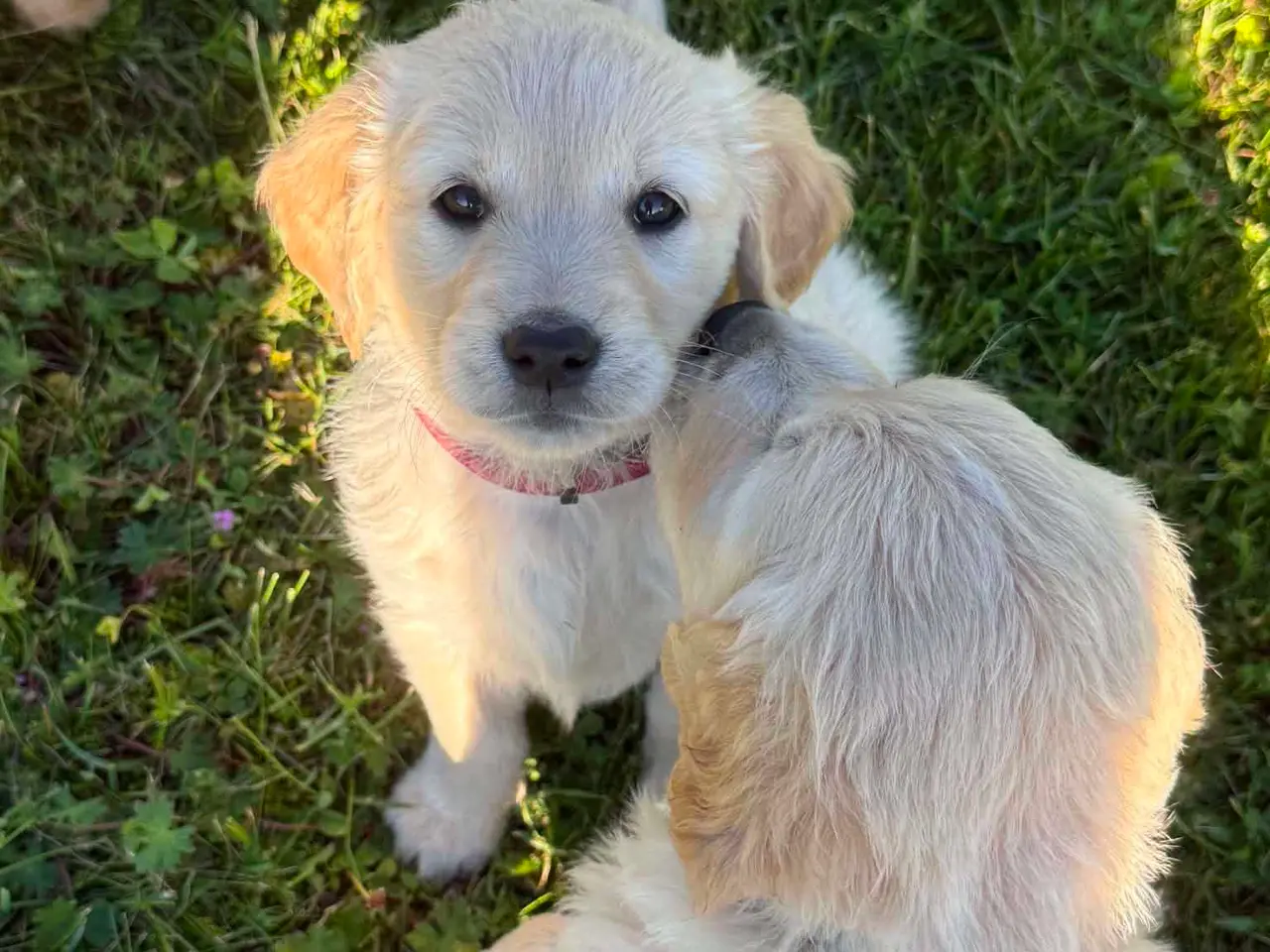 Billede 5 - Golden Retriever hvalpe