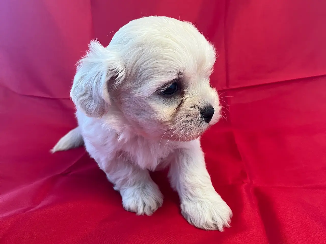 Billede 2 - Kun en han tilbage! Bichon havanais blanding