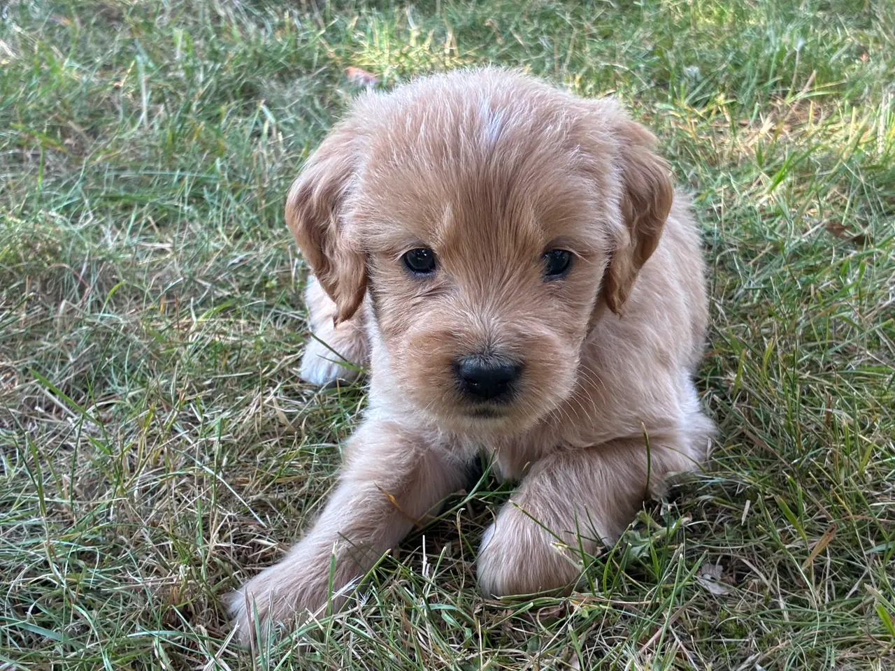 Billede 2 - Goldendoodle hvalpe