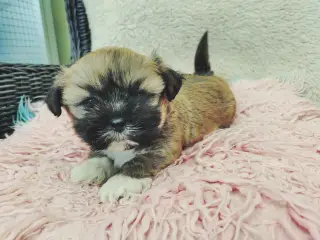 Lhasa apso hvalpe med stambog