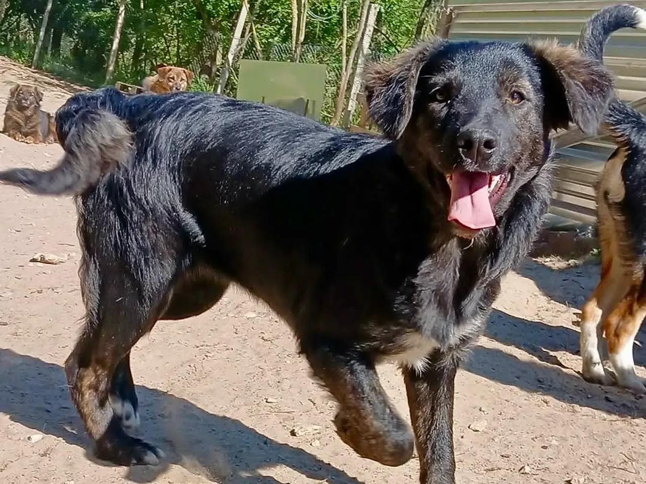 Billede 1 - Søde Zia søger sit helt rigtige hjem 🏡❤️
