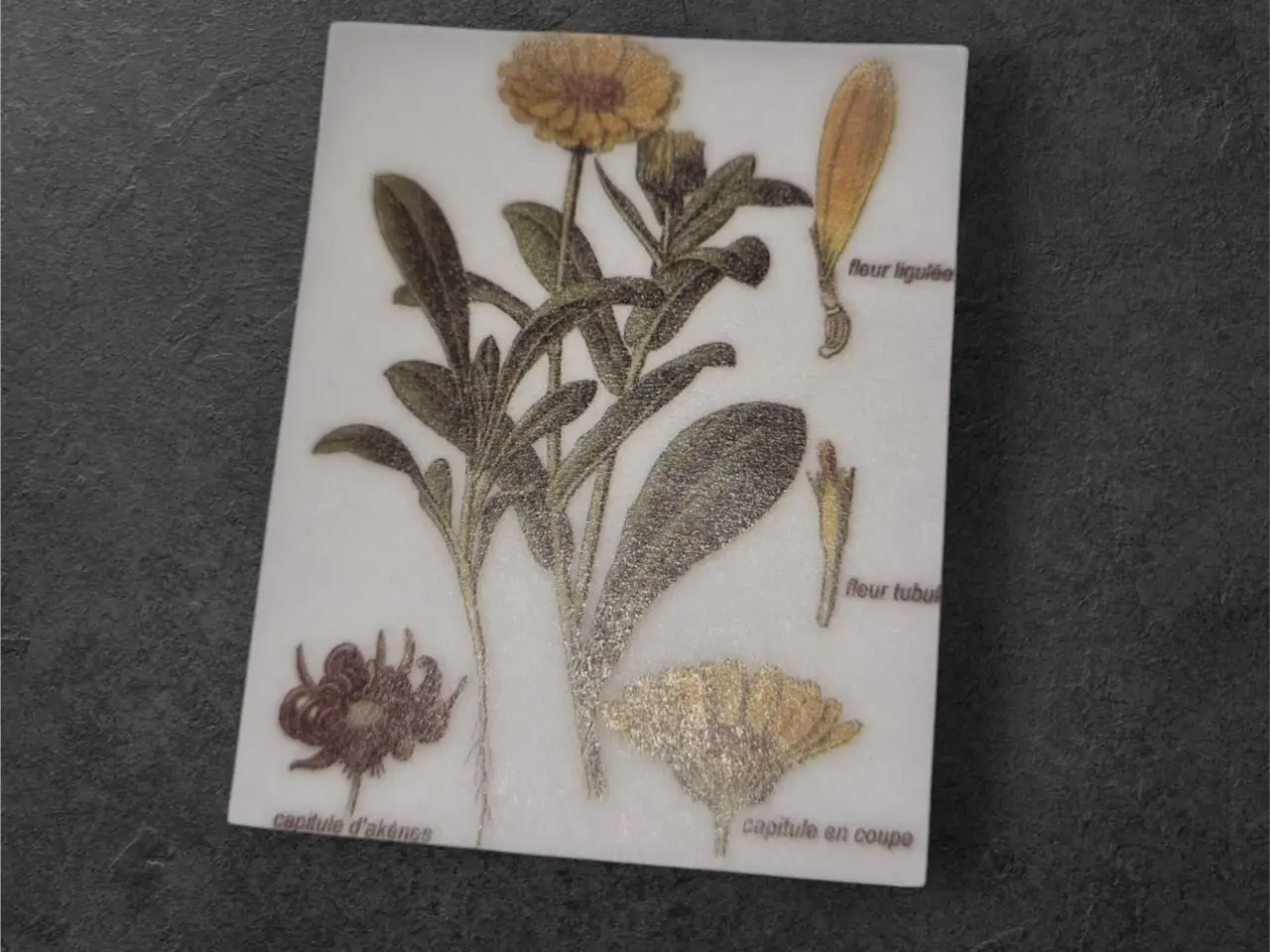 Billede 1 - Botanisk illustration med labels på elegant papira