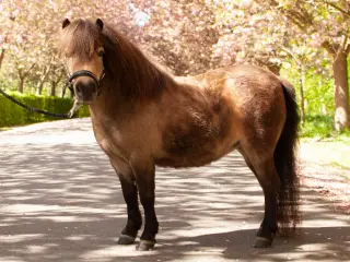 Skøn 6 årig shetlænder hoppe. 