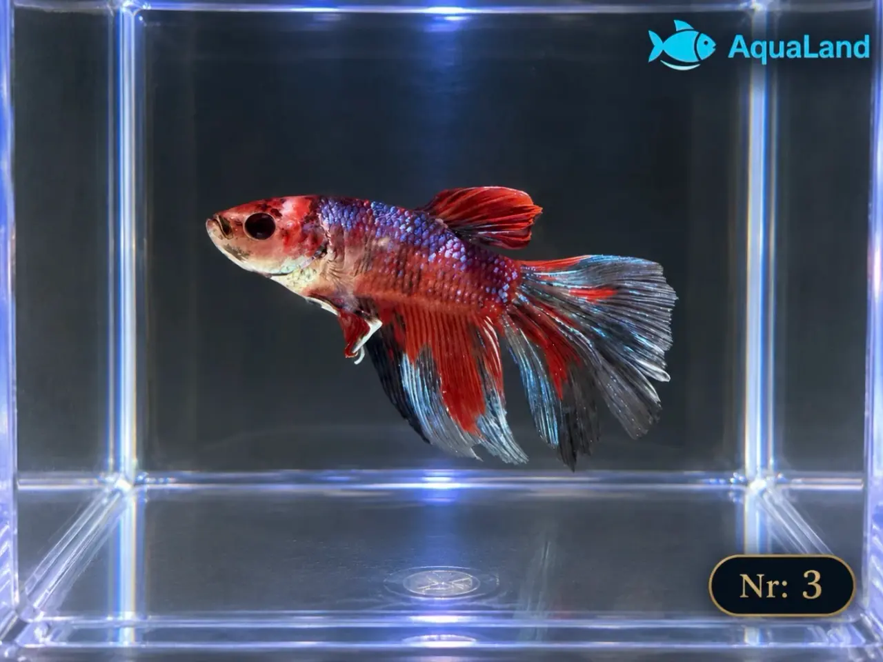 Billede 7 - 😍 Flotte Betta fisk