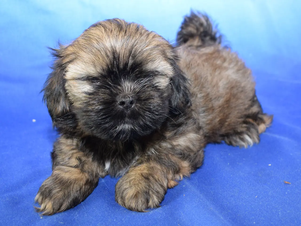 Billede 10 - Lhasa Apso hvalpe