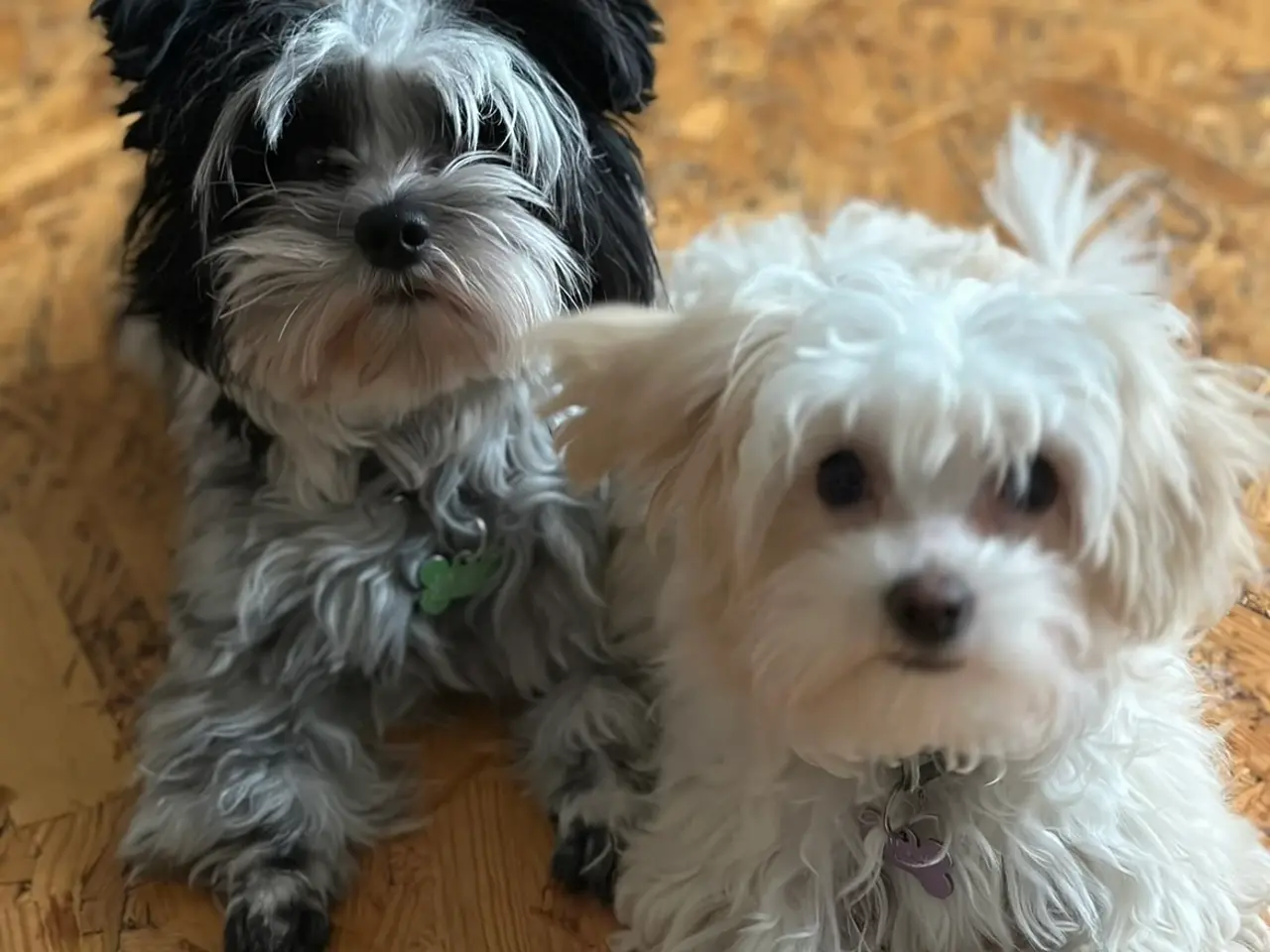 Billede 2 - parring af Yorkshire terrier / Malteser