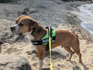 Flot og kærlig Boxer/Rottweiler-blanding