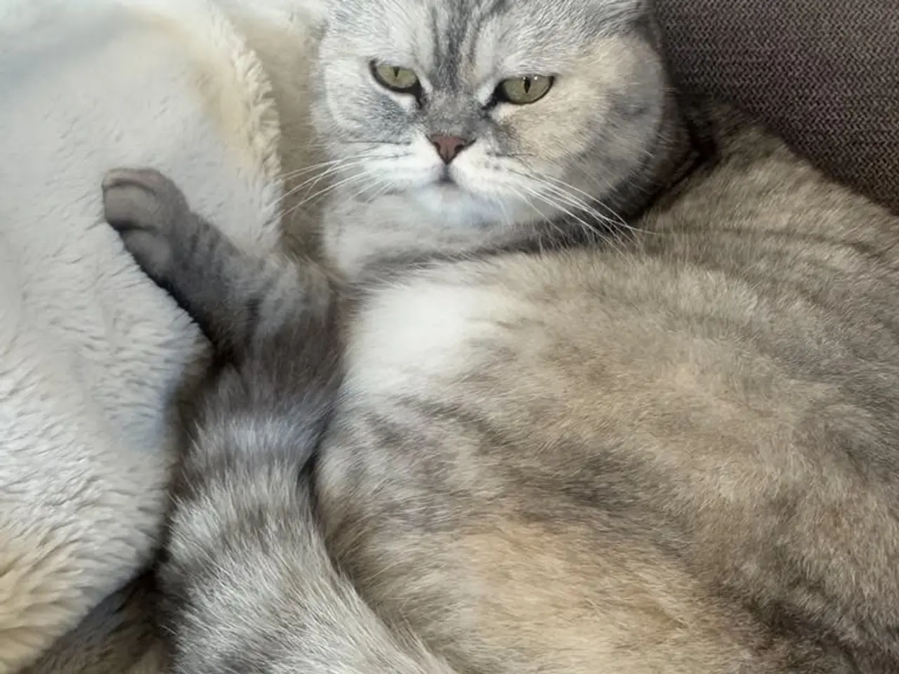Billede 2 - Smuk British shorthair
