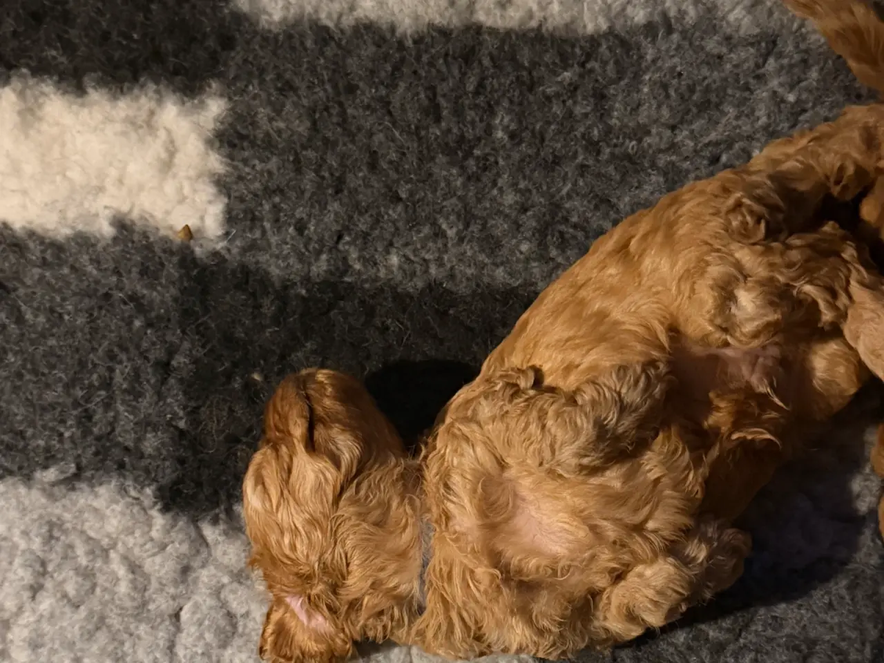 Billede 4 - Cavapoo hvalpe F1