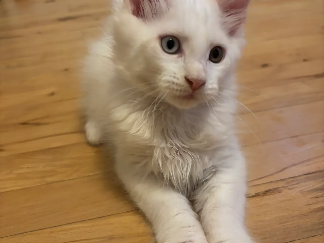 Billede 3 - Smukke Maine coon killinger søger deres nye hjem