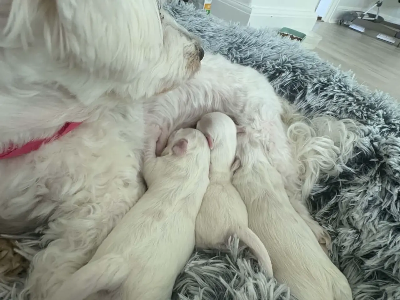 Billede 6 - Malteser hunde hvalpe
