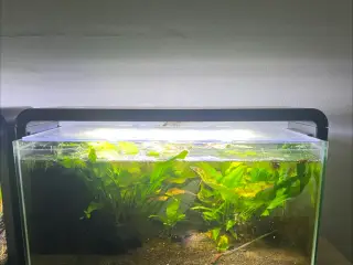 Små akvarier