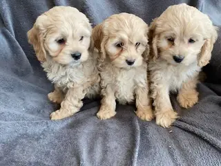 CockerPoo - 3