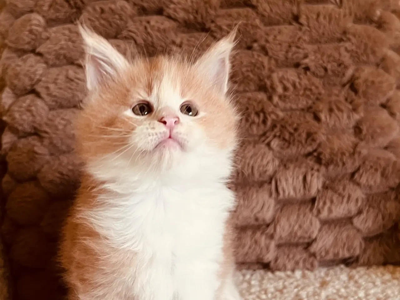 Billede 6 - Mainecoon killinger
