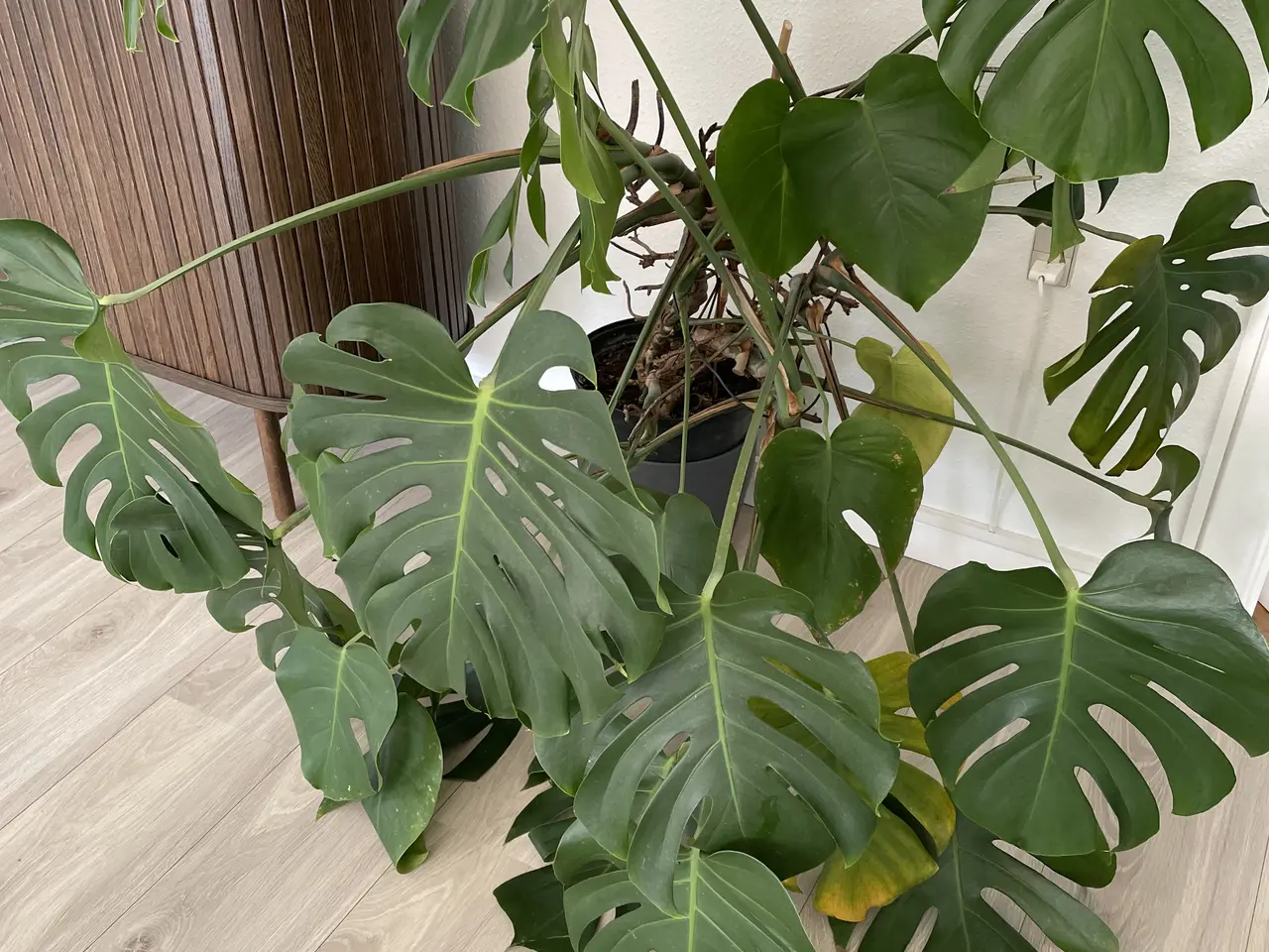 Billede 1 - grønne fingerphilodendron