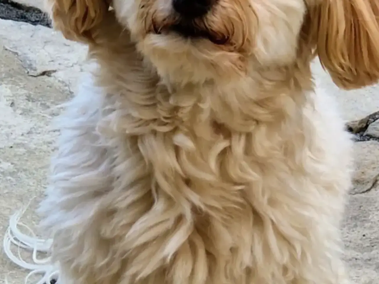Billede 3 - 5 skønne Bichon Havanese hvalpe 🐶🥰