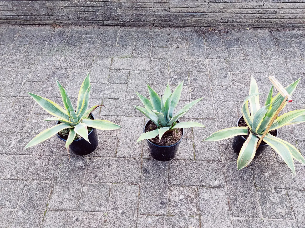 Billede 2 - Agave 2 stk