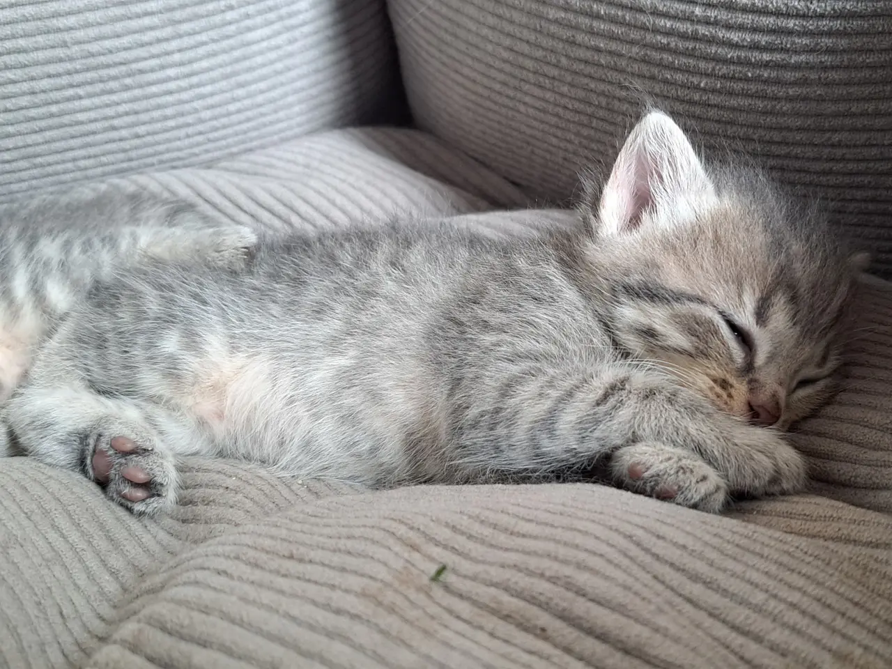 Billede 14 - 🐱 Søde killinger søger kærlige hjem 🐱