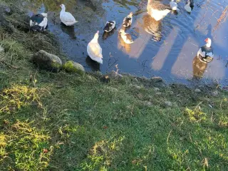 Moskusænder blandede farver