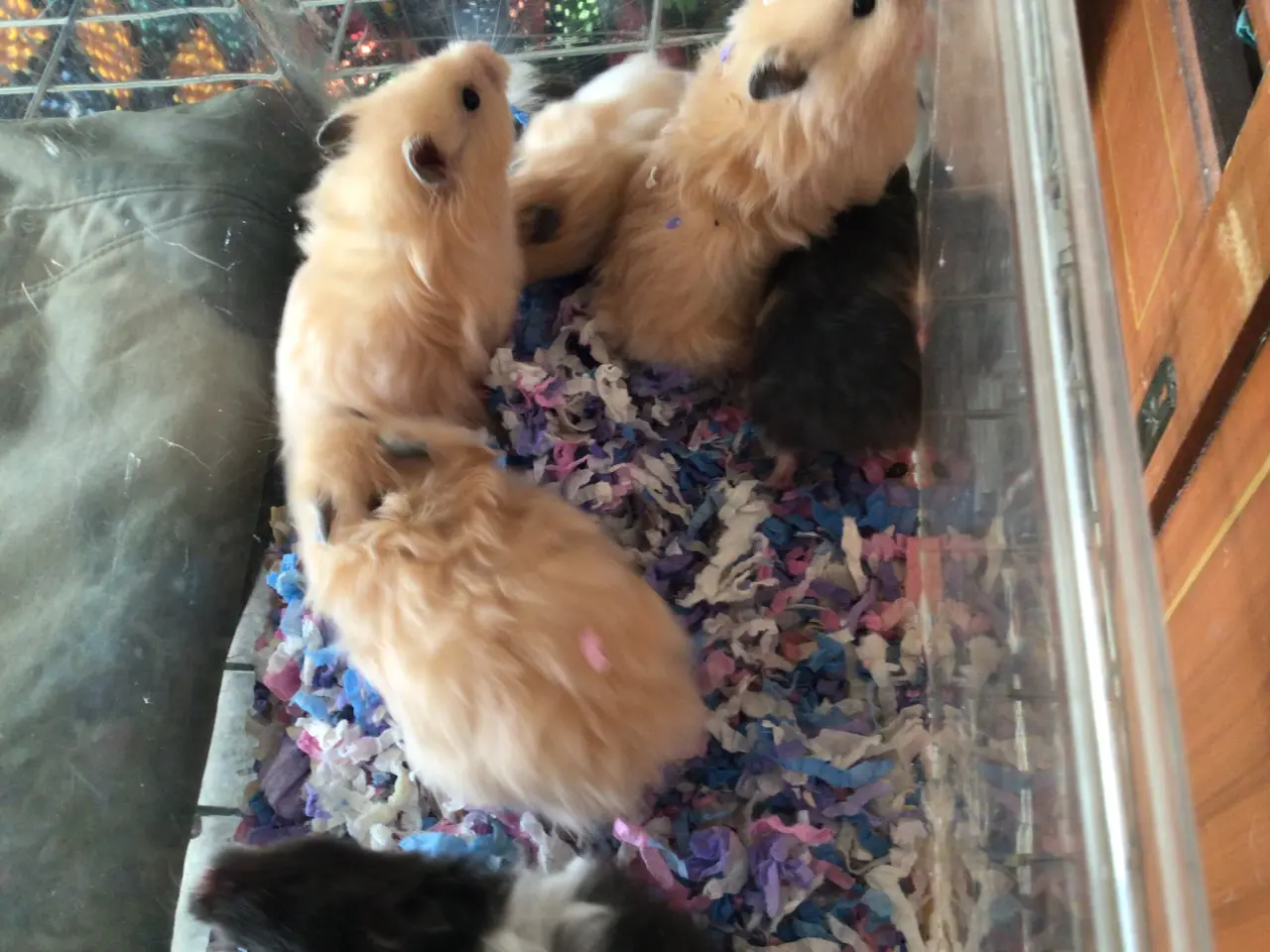 Billede 8 - Guldhamster