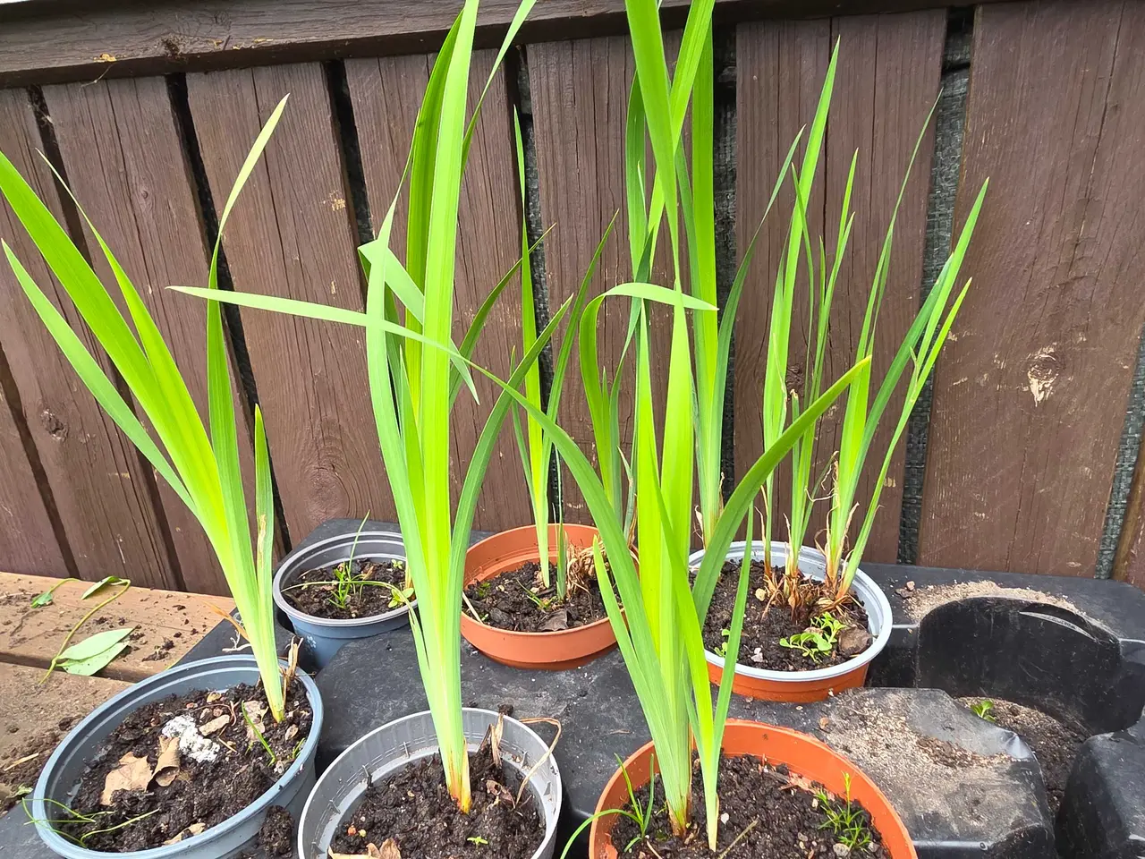 Billede 2 - Blå iris flot staude
