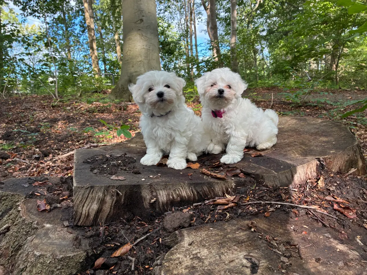Billede 1 - 🐶💕 2 SKØNNE BICHON FRISÉ PIGEHVALPE SØGER DERES