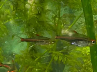 🐠 Glødelys Tetra – flotte, sunde stimefisk ✨