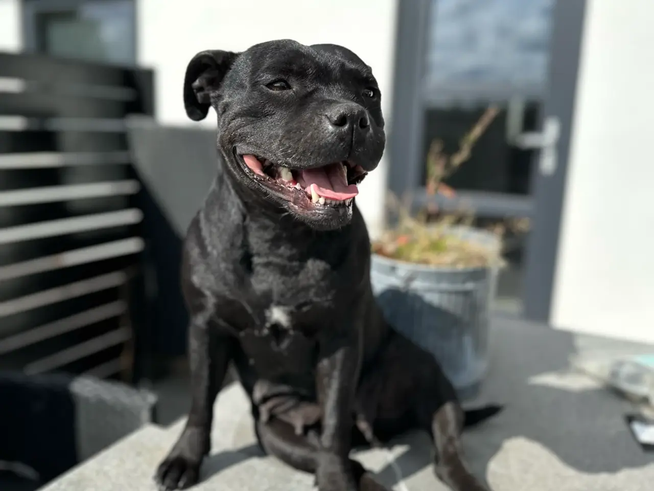 Billede 4 - Fantastiske staffordshire Bull terrier hvalpe🩵